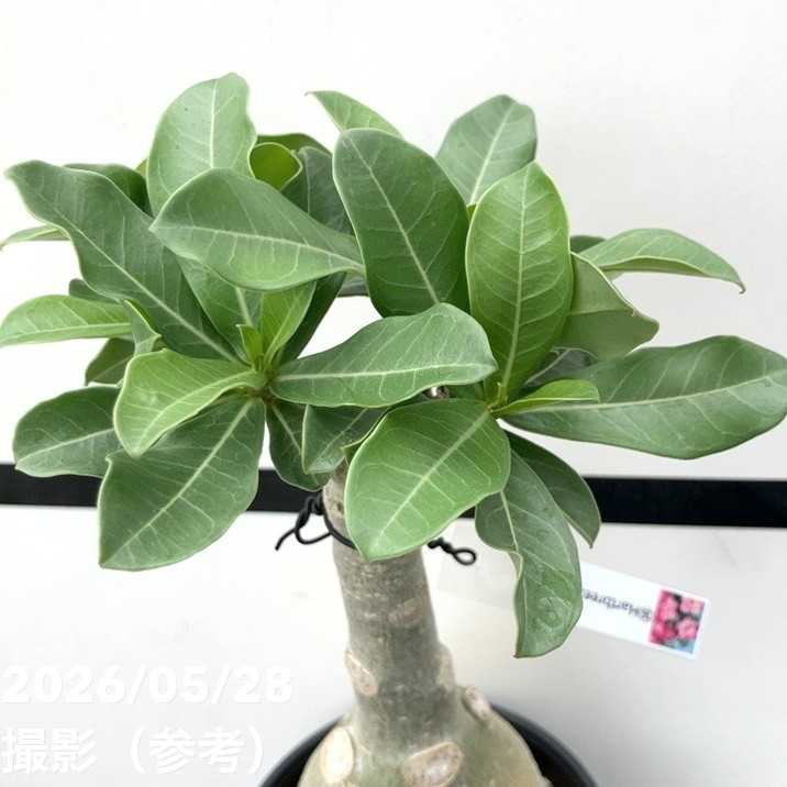 アデニウム オベスム 4号 Hartbreeze（16）｜観葉01-D1 | 観葉・多肉