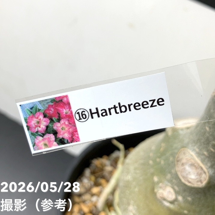 65周年記念セール】アデニウム オベスム 4号 Hartbreeze（16）｜観葉01