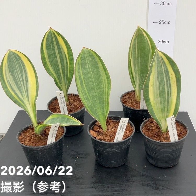 サンスベリア 3.5号 マッソニアナ バリエガータ 斑入り 厳選株 生産鉢