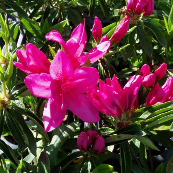 ツツジ 平戸ツツジ 紫一重 4号×3株セット｜花木10-AK | 花木・庭木