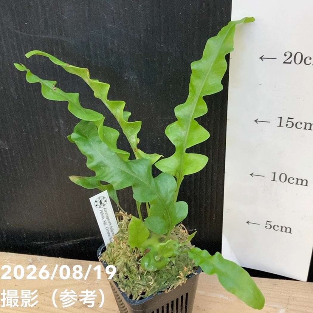 【現品お届け】アリ植物 Lecanopteris balgooyi Palolo, Sigi, Central Sulawesi 3号(Ari5)|観葉04-PA