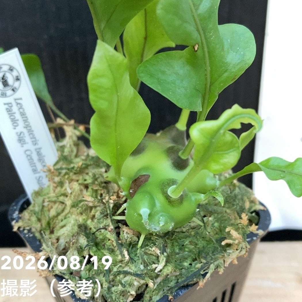 【現品お届け】アリ植物 Lecanopteris balgooyi Palolo, Sigi, Central Sulawesi 3号(Ari5)|観葉04-PA