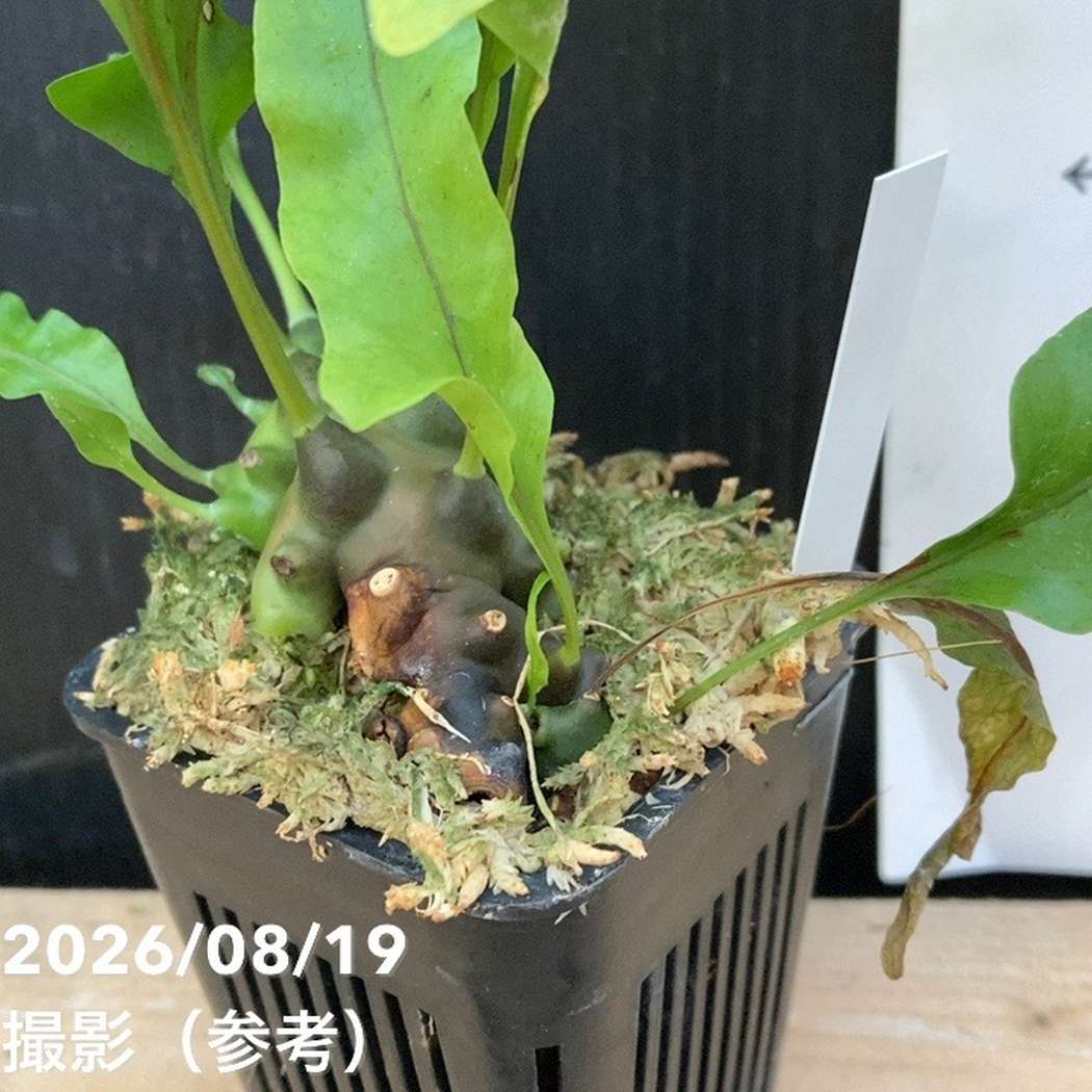 【現品お届け】アリ植物 Lecanopteris balgooyi Palolo, Sigi, Central Sulawesi 3号(Ari5)|観葉04-PA