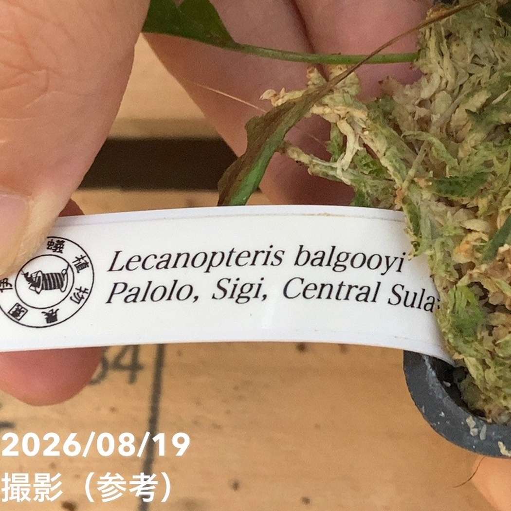 【現品お届け】アリ植物 Lecanopteris balgooyi Palolo, Sigi, Central Sulawesi 3号(Ari5)|観葉04-PA