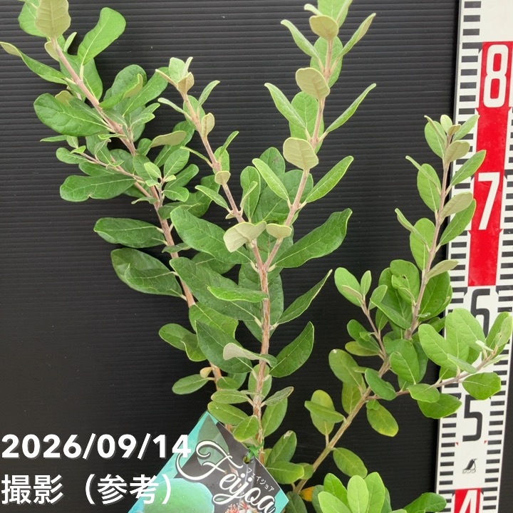 フェイジョア マンモス 6号｜果樹10-TU | 果樹 | 赤塚植物園オンライン