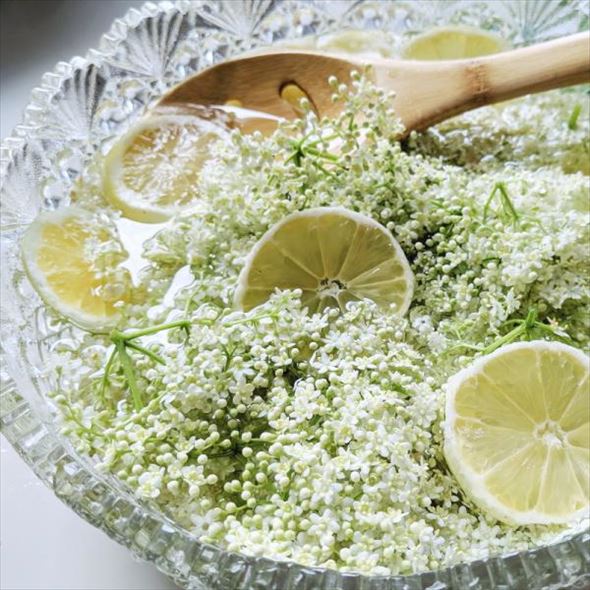 魔法の杖の材料?!西洋ニワトコ サンブカス エルダーフラワーの木 セレナーデ 8号程度 ※お届けに10日程度かかる場合がございます。|花木10-HS