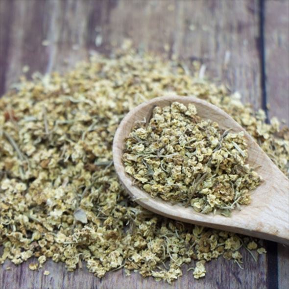 魔法の杖の材料?!西洋ニワトコ サンブカス エルダーフラワーの木 セレナーデ 8号程度 ※お届けに10日程度かかる場合がございます。|花木10-HS