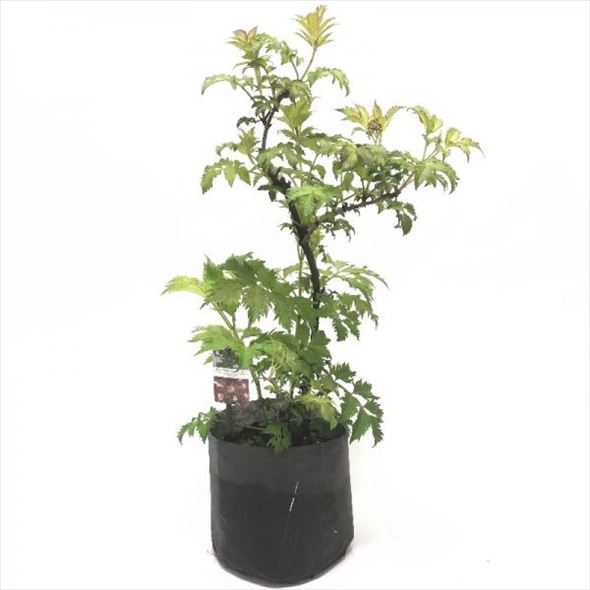 魔法の杖の材料?!西洋ニワトコ サンブカス エルダーフラワーの木 セレナーデ 8号程度 ※お届けに10日程度かかる場合がございます。|花木10-HS