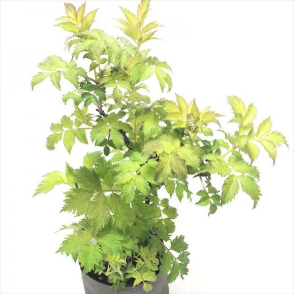 魔法の杖の材料?!西洋ニワトコ サンブカス エルダーフラワーの木 セレナーデ 8号程度 ※お届けに10日程度かかる場合がございます。|花木10-HS