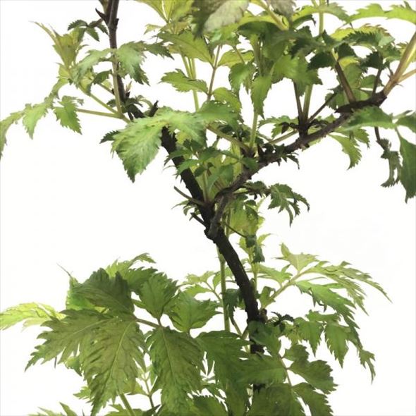 魔法の杖の材料?!西洋ニワトコ サンブカス エルダーフラワーの木 セレナーデ 8号程度 ※お届けに10日程度かかる場合がございます。|花木10-HS