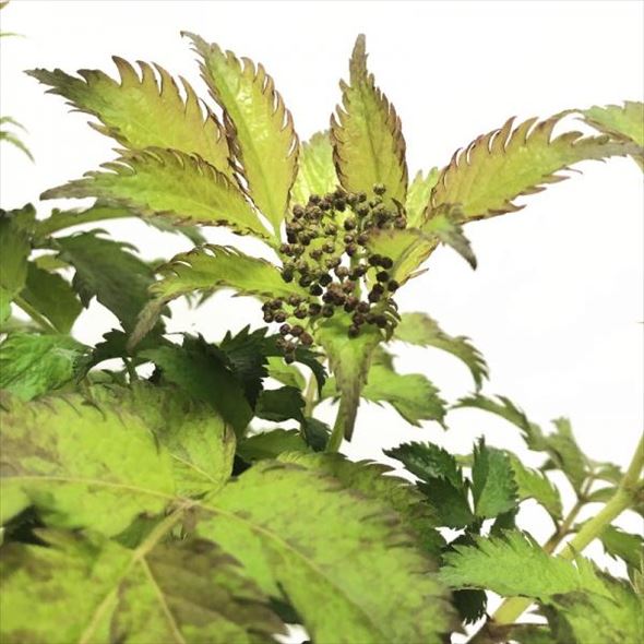 魔法の杖の材料?!西洋ニワトコ サンブカス エルダーフラワーの木 セレナーデ 8号程度 ※お届けに10日程度かかる場合がございます。|花木10-HS