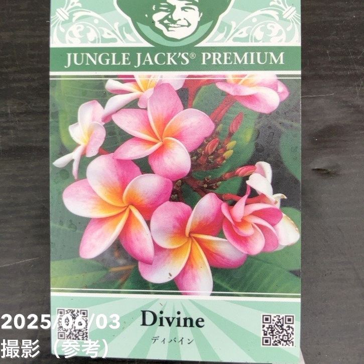 プルメリア ディバイン（Divine）5号｜鉢花10-TU | 花木・庭木 | 赤塚