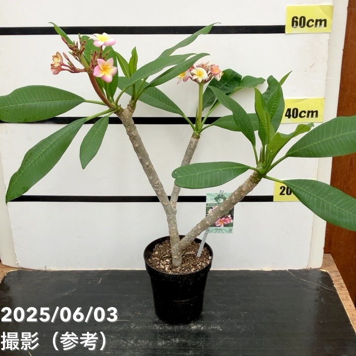 プルメリア ディバイン（Divine）5号｜鉢花10-TU | 花木・庭木 | 赤塚