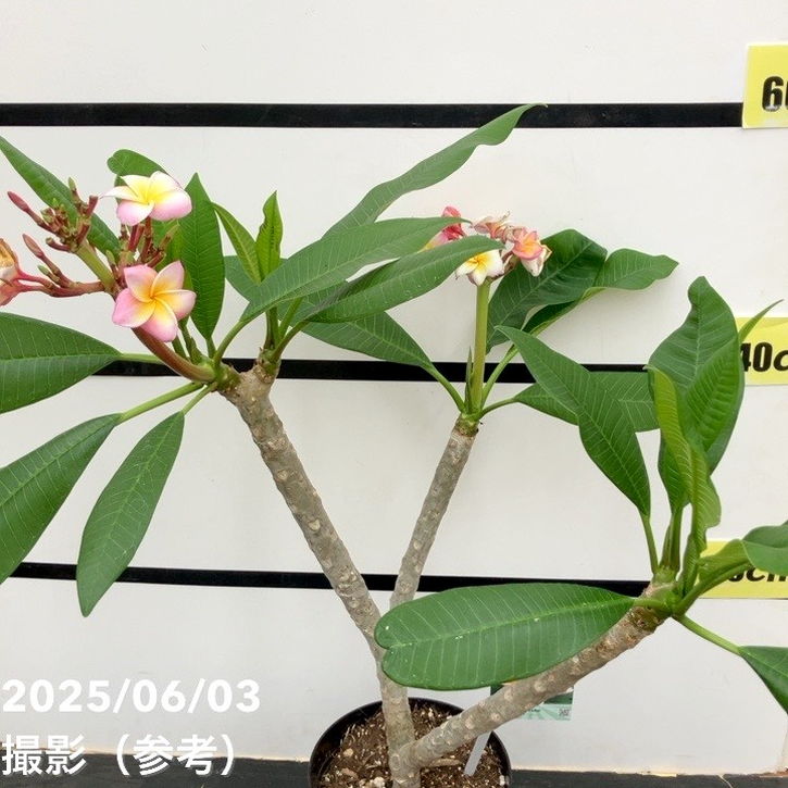 プルメリア ディバイン（Divine）5号｜鉢花10-TU | 花木・庭木 | 赤塚