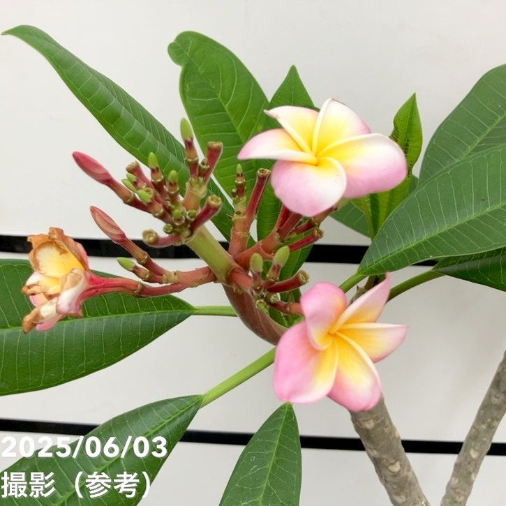 プルメリア ディバイン（Divine）5号｜鉢花10-TU | 花木・庭木 | 赤塚