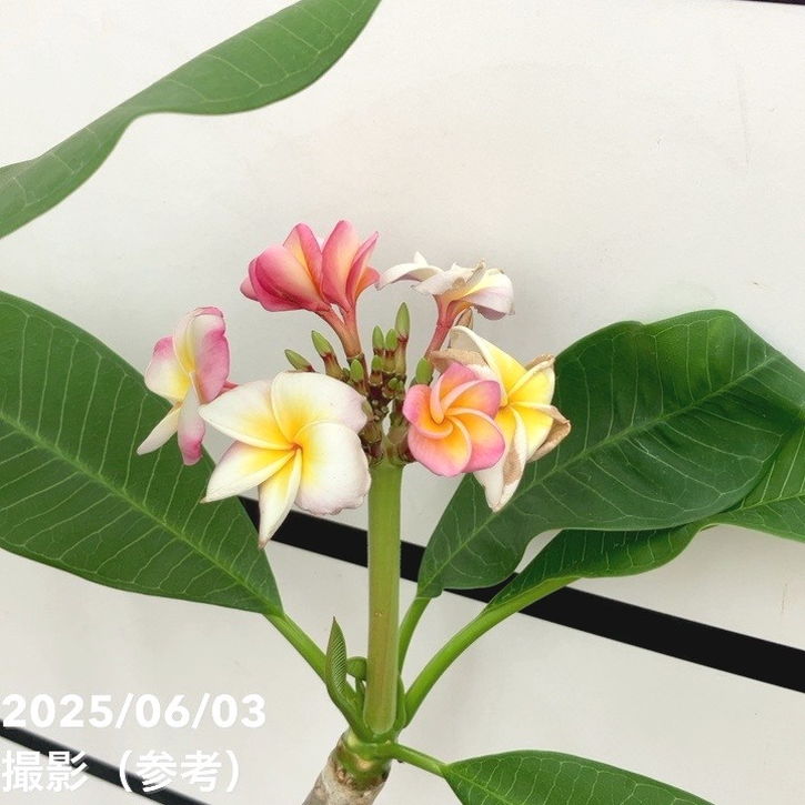 プルメリア ディバイン（Divine）5号｜鉢花10-TU | 花木・庭木 | 赤塚