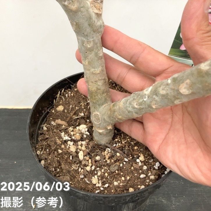 プルメリア ディバイン（Divine）5号｜鉢花10-TU | 花木・庭木 | 赤塚