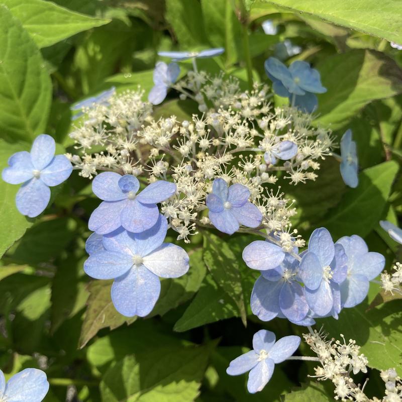 ヤマアジサイ 4号 土佐の春霞 トサノハルガスミ（23）｜草花01-D1