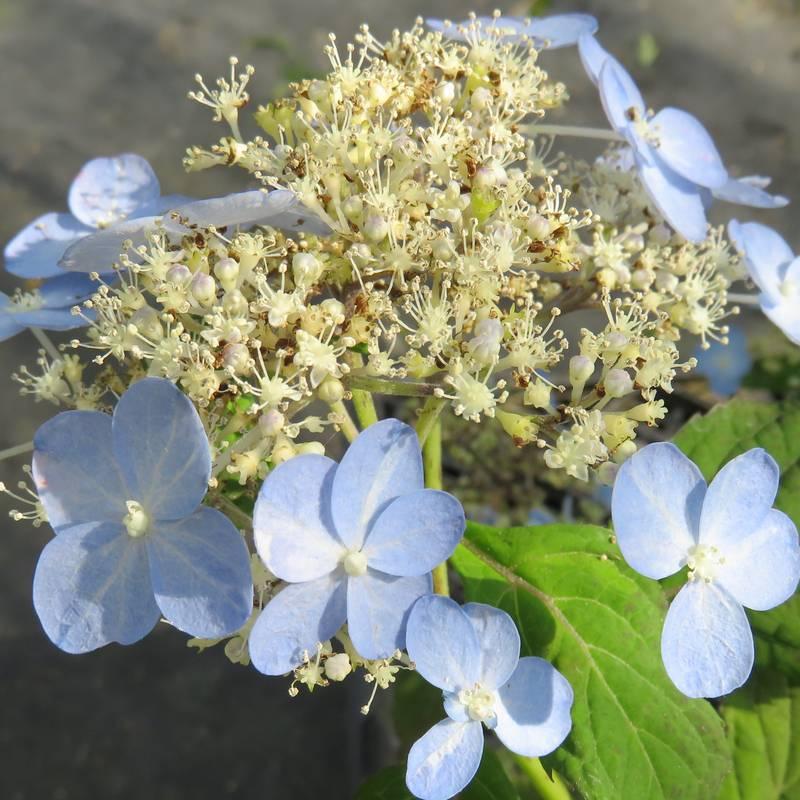 さあやさい様9点 西條茜さんパフォーマンスのお知らせ／ 9/20(土)9:30～17:00に