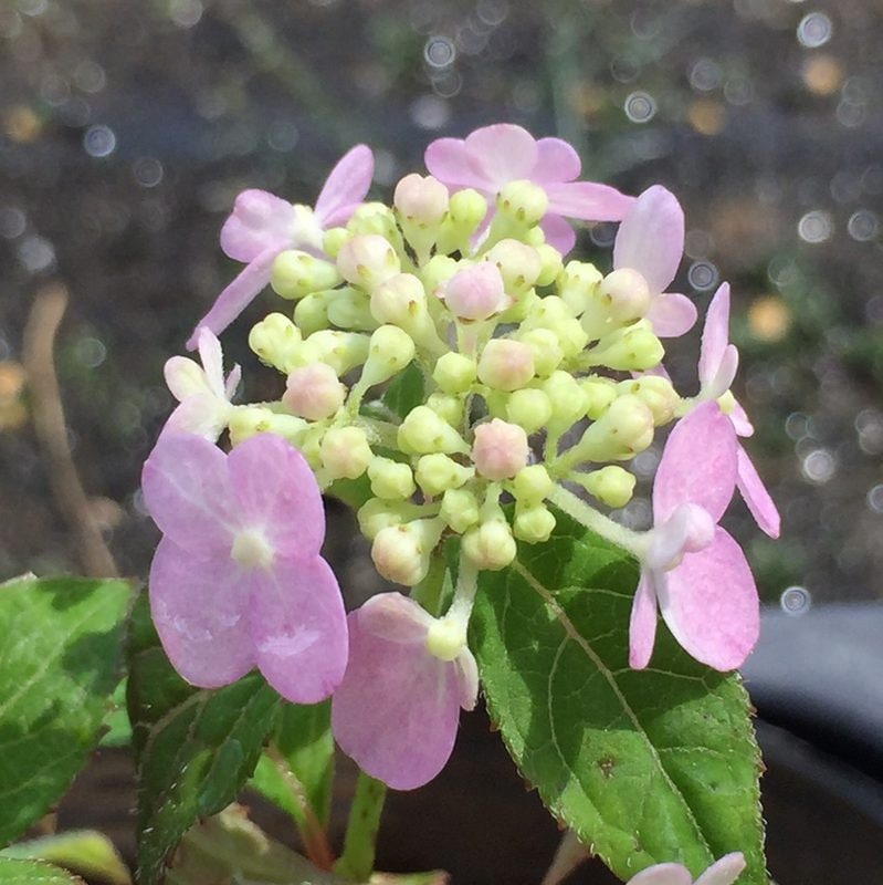 c12 15AX 15AYのみ ノーマル　パラレル　合計約400枚 まとめ売り ヤマアジサイ 4号 土佐の春霞 トサノハルガスミ（23）｜草花01-D1