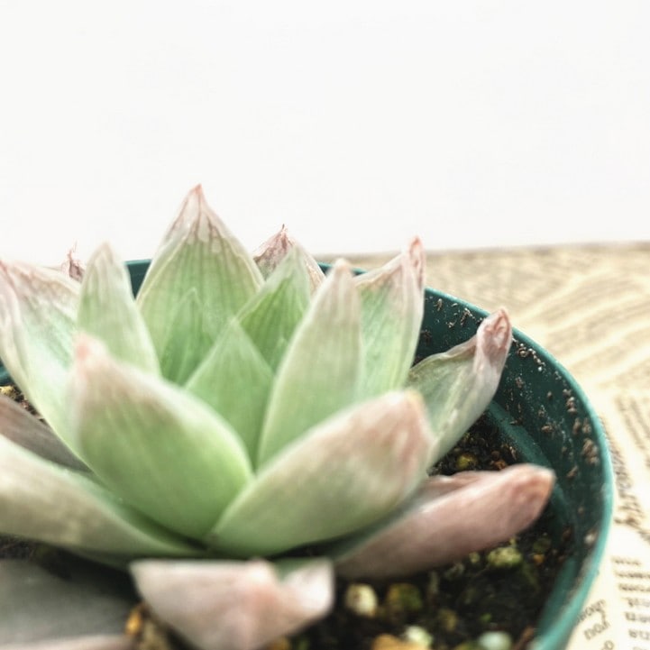 ハオルチア 2.5号 rosea N-1（W.Kleinmond）［3-27］｜観葉02-D2