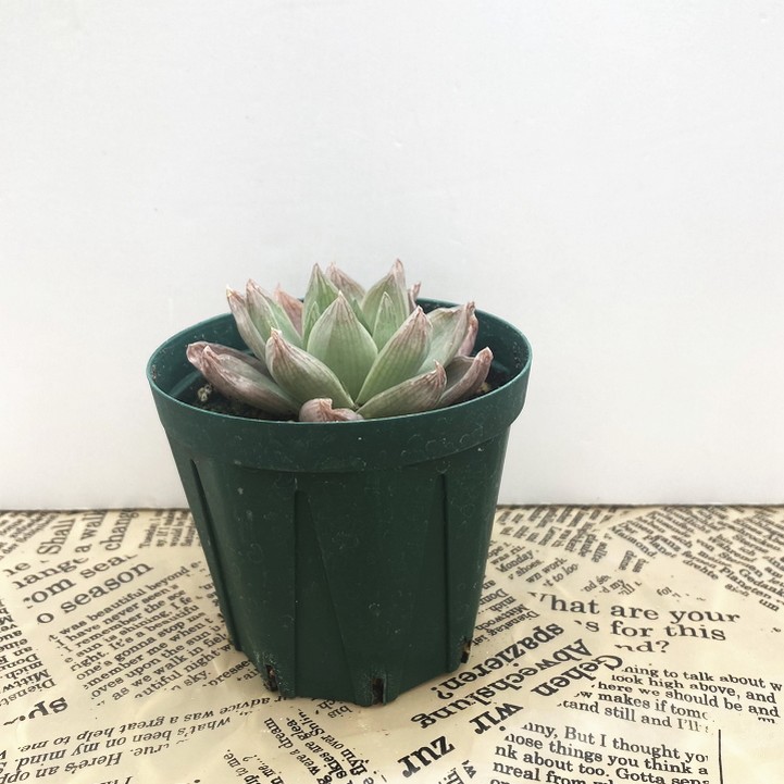 ハオルチア 2.5号 rosea N-1（W.Kleinmond）［3-27］｜観葉02-D2