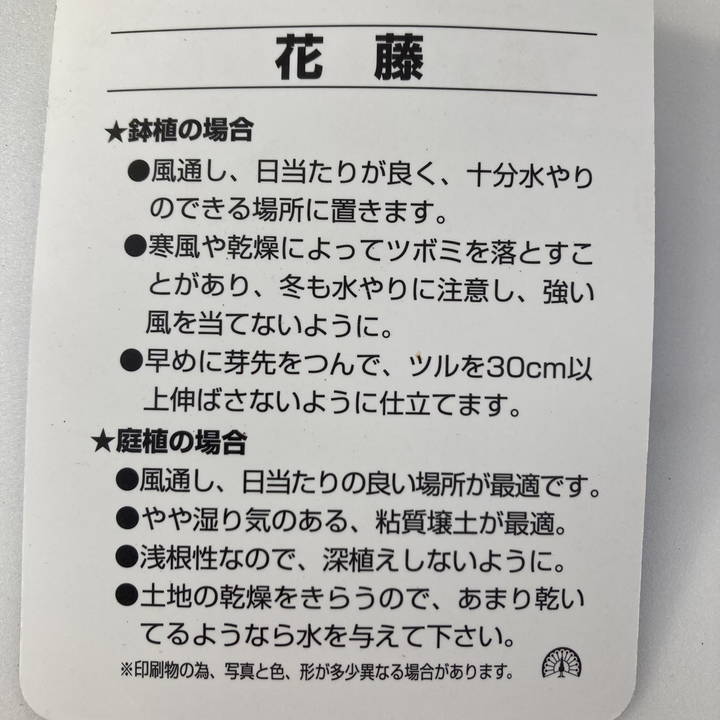 花ふじ(紫)6号|花木10-TU