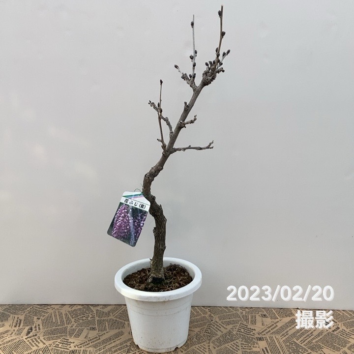 花ふじ(紫)6号|花木10-TU