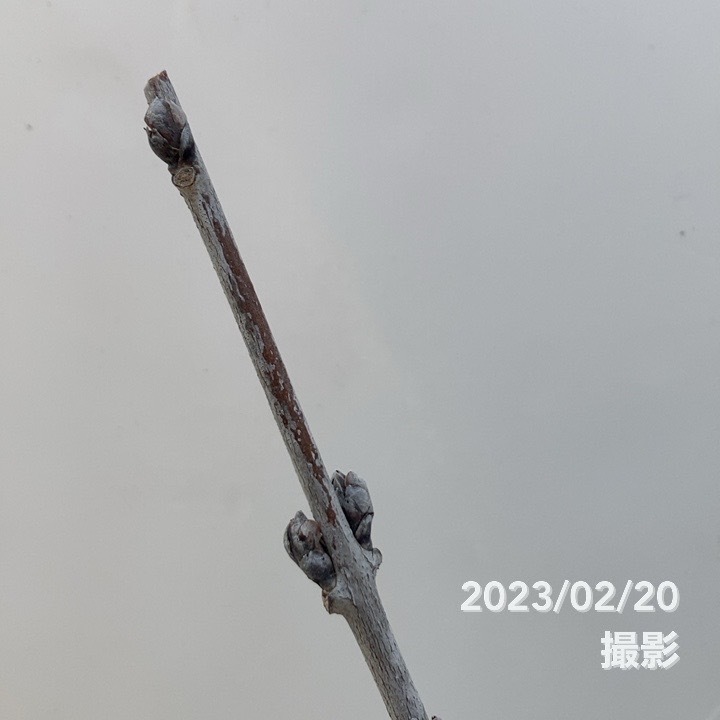 花ふじ(紫)6号|花木10-TU