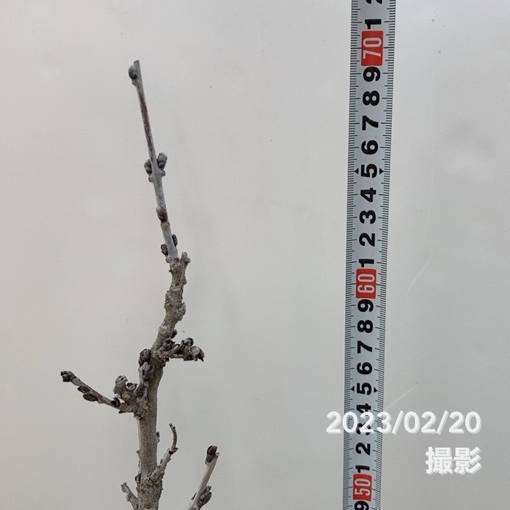 花ふじ(紫)6号|花木10-TU