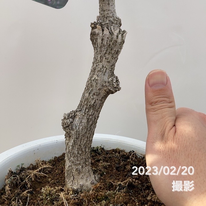 花ふじ(紫)6号|花木10-TU