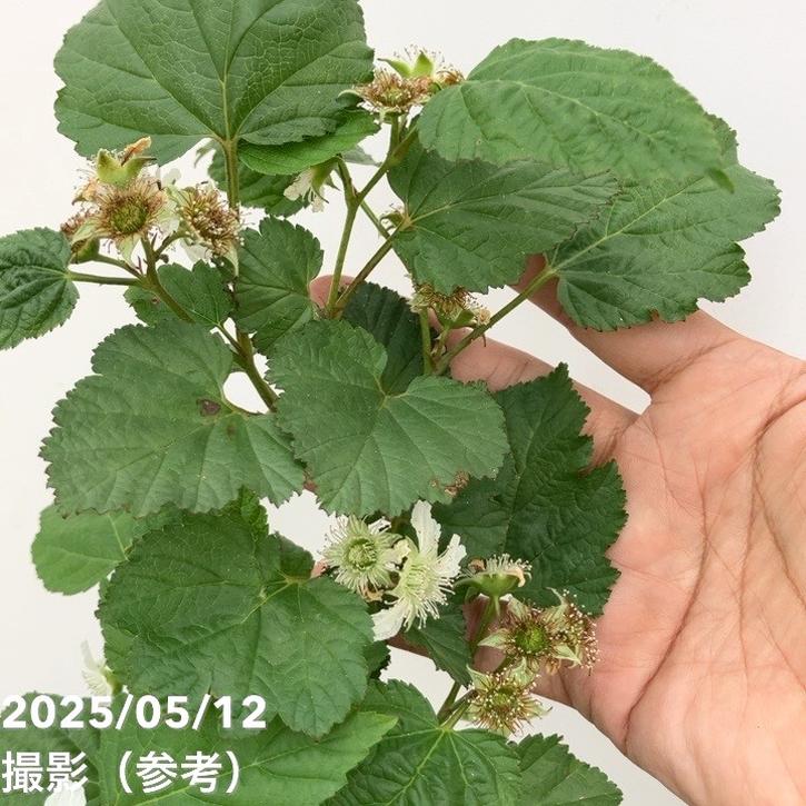 ウルトララズベリー 超大王（レッドドリーム） 6号 黒角鉢植え｜果樹10