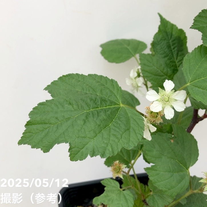 ウルトララズベリー 超大王（レッドドリーム） 6号 黒角鉢植え｜果樹10