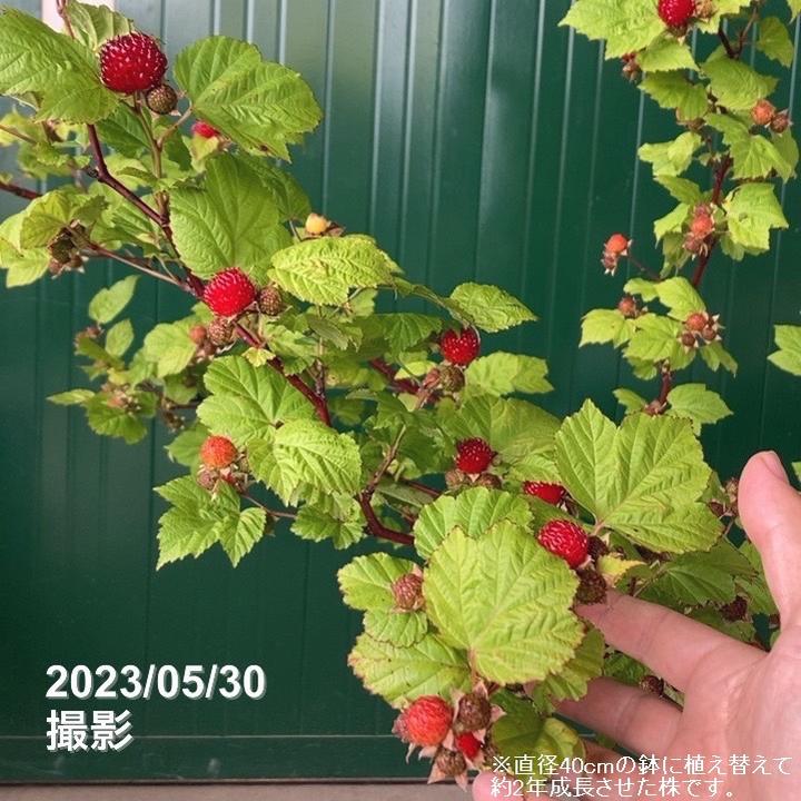 ウルトララズベリー 超大王（レッドドリーム） 6号 黒角鉢植え｜果樹10