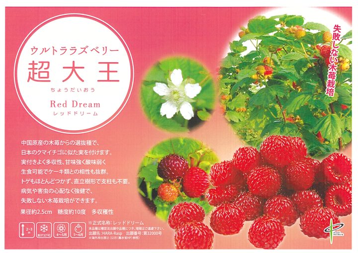 バラとベリーとフルーツのスペシャル特大豪華ベリーリース♪♪☆*レッドローズ☆ バラとベリーとフルーツのスペシャル特大豪華ベリーリース♪♪☆*レッド