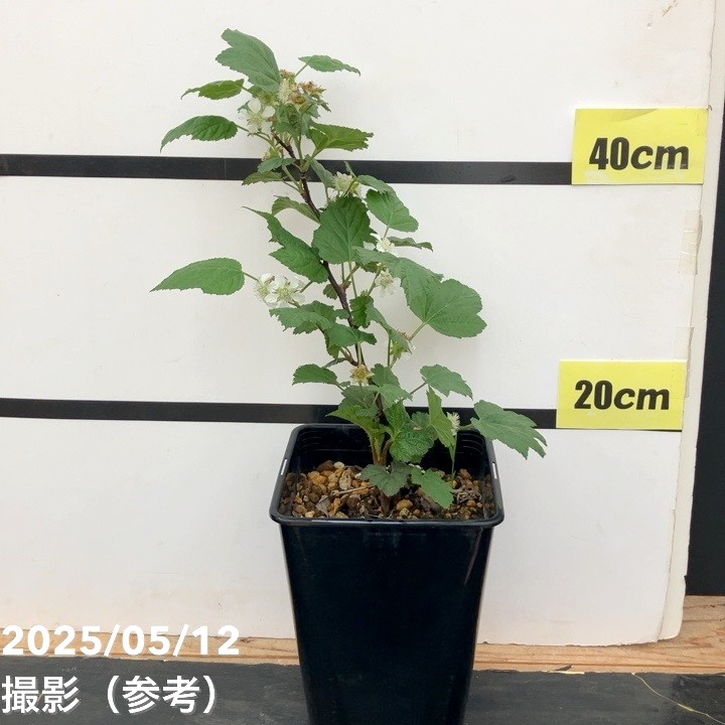 ウルトララズベリー 超大王（レッドドリーム） 6号 黒角鉢植え｜果樹10