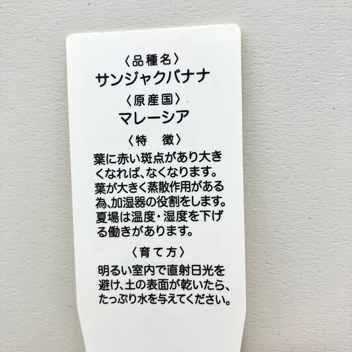 バナナの木 三尺バナナ 6号|果樹04-PA