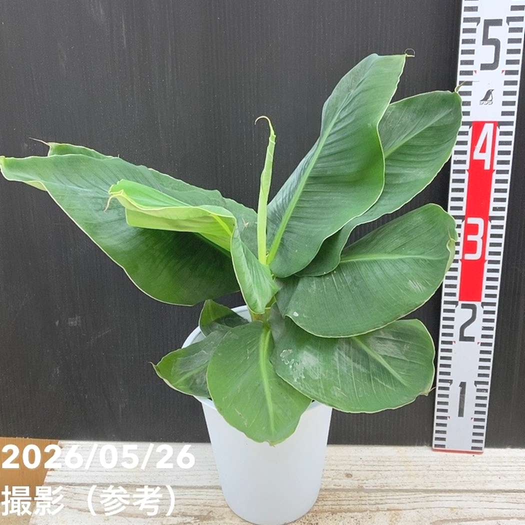 バナナの木 三尺バナナ 6号｜果樹04-PA | 果樹,[珍しい果樹] | 赤塚