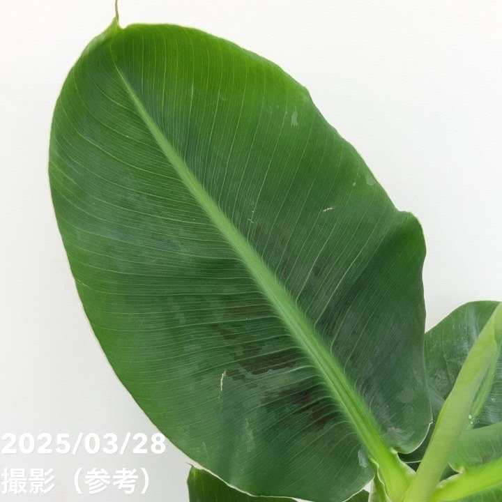 バナナの木 三尺バナナ 6号｜果樹10-TU | 果樹,[珍しい果樹] | 赤塚