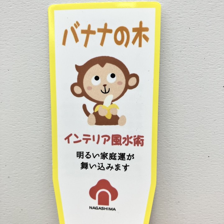 バナナの木 三尺バナナ 6号｜果樹10-TU | 果樹,[珍しい果樹