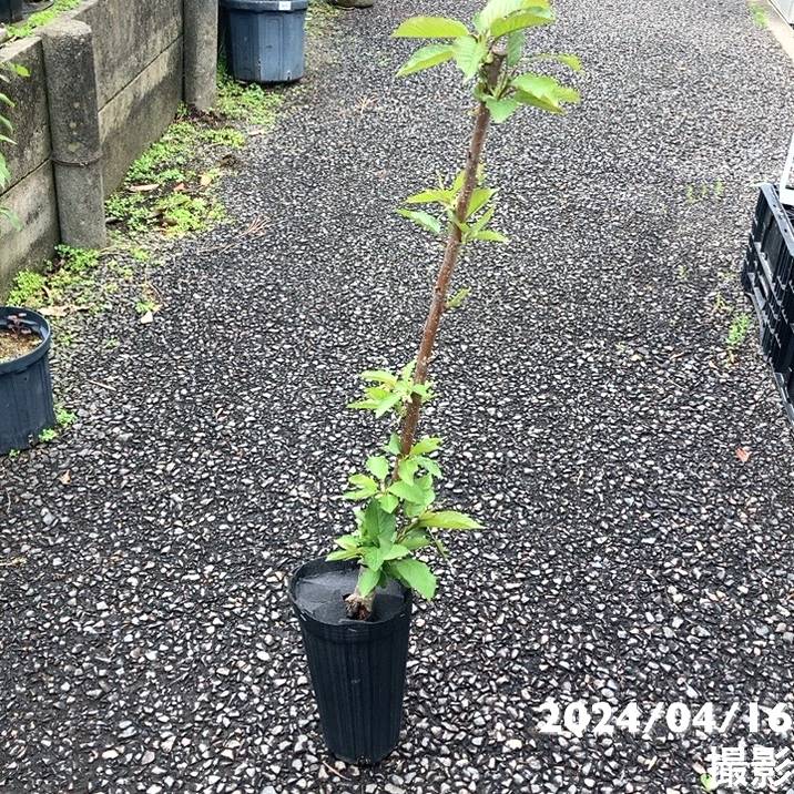 サクランボ ナポレオン 4号ロングポット|果樹04-PA