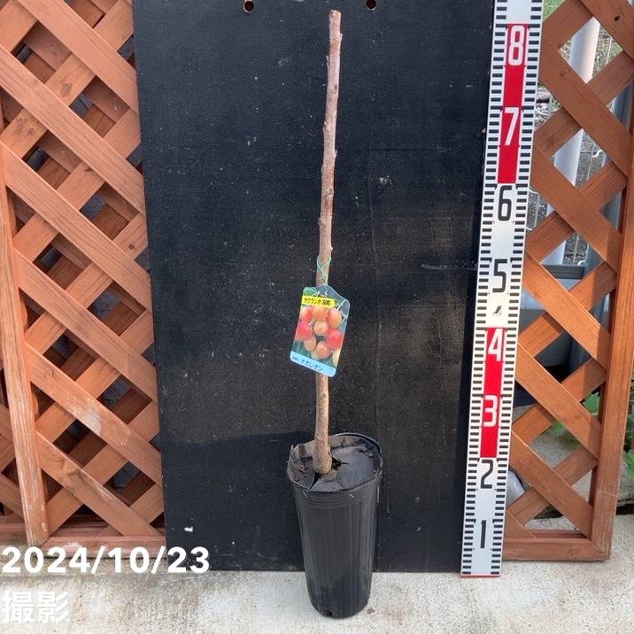 サクランボ ナポレオン 4号ロングポット|果樹04-PA