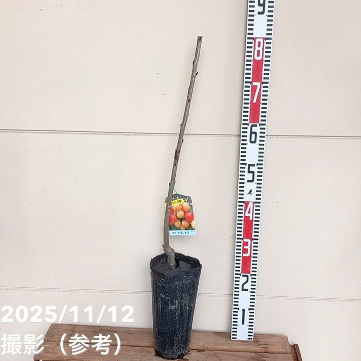 サクランボ ナポレオン 4号ロングポット|果樹04-PA