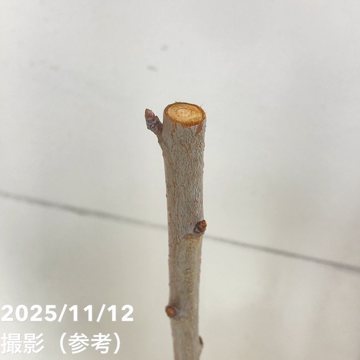 サクランボ ナポレオン 4号ロングポット|果樹04-PA