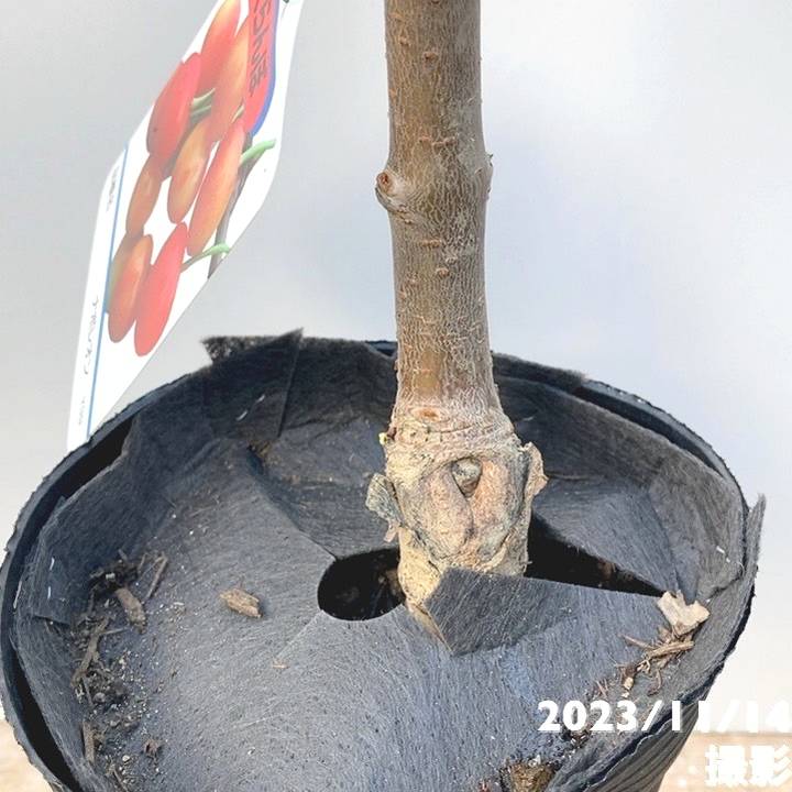 サクランボ ナポレオン 4号ロングポット|果樹04-PA