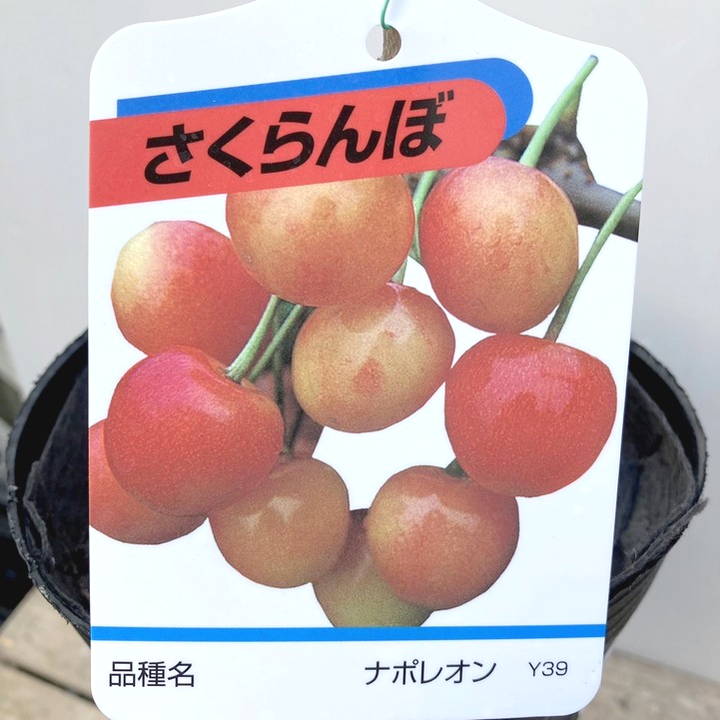 サクランボ ナポレオン 4号ロングポット|果樹04-PA
