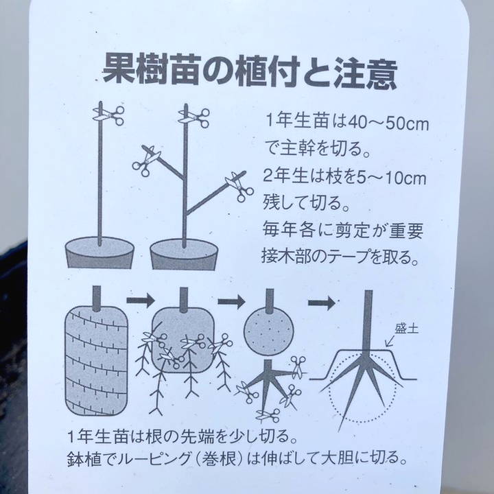 サクランボ ナポレオン 4号ロングポット|果樹04-PA