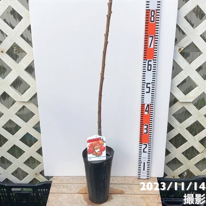 サクランボ ナポレオン 4号ロングポット|果樹04-PA