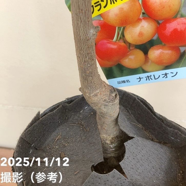 サクランボ ナポレオン 4号ロングポット|果樹04-PA