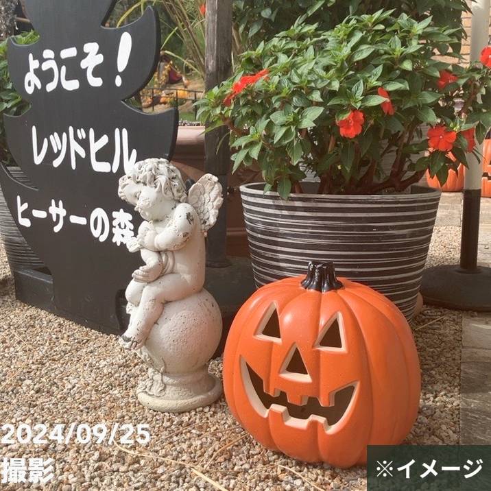 北海道産 ハロウィンかぼちゃ 直径約30cm｜雑貨10-TU | インテリア